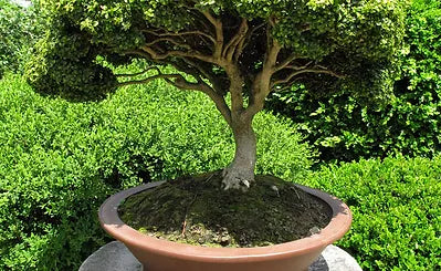 Tree Huggers Collection